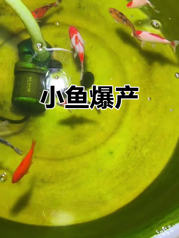 早晨醒来,发现小鱼竟然开始产卵了!草金鱼也来凑热闹