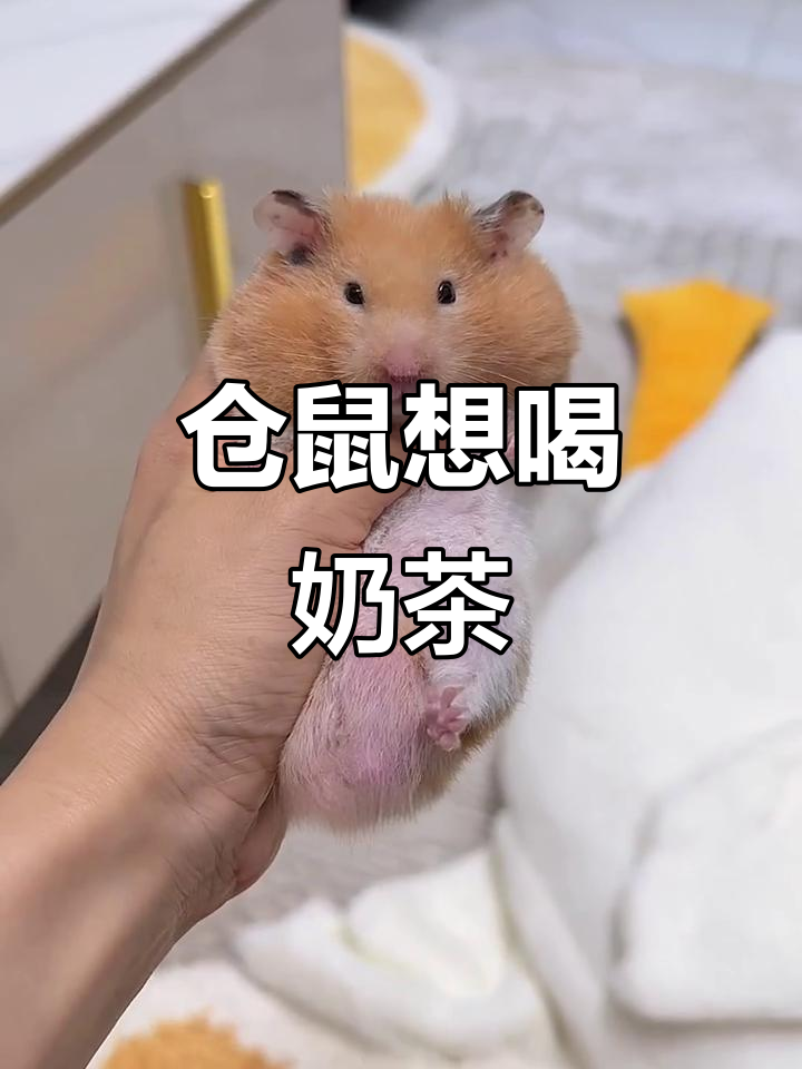 金丝熊仓鼠的奶茶梦想，没钱也能玩得开心！