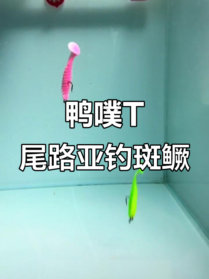 浙江特产鸭噗T尾诱鱼神器，秋季钓斑鳜必备技巧