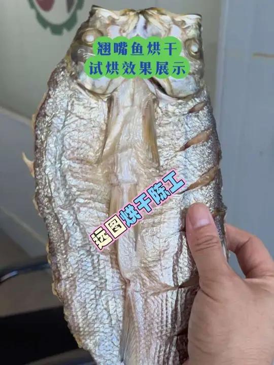 鱼干试烘效果展示,翘嘴鱼烘干机 