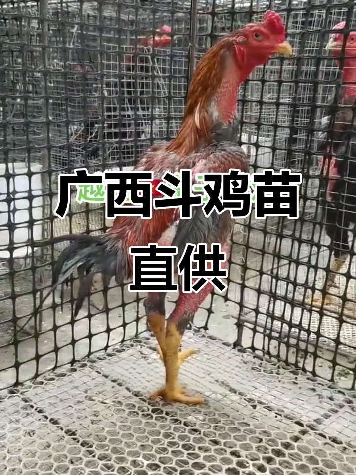 广西斗鸡苗厂家直销，全国发货，赚钱才是王道