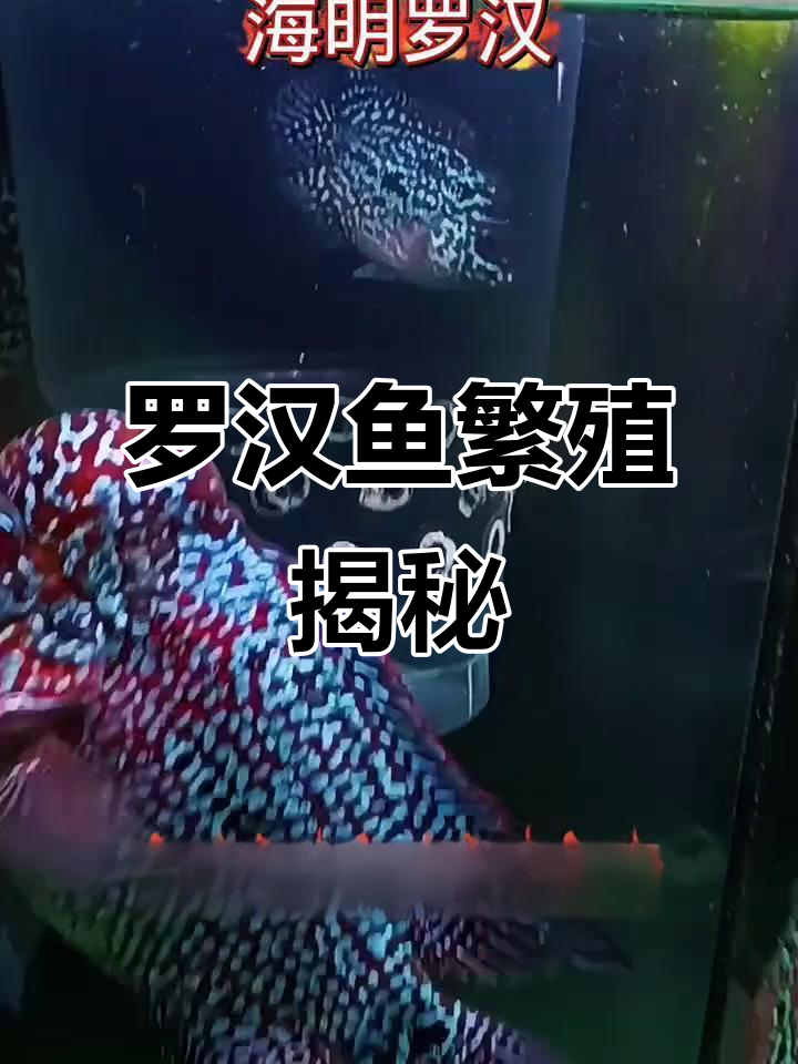 国产罗汉鱼苗能长多大?看这头鼓得如何