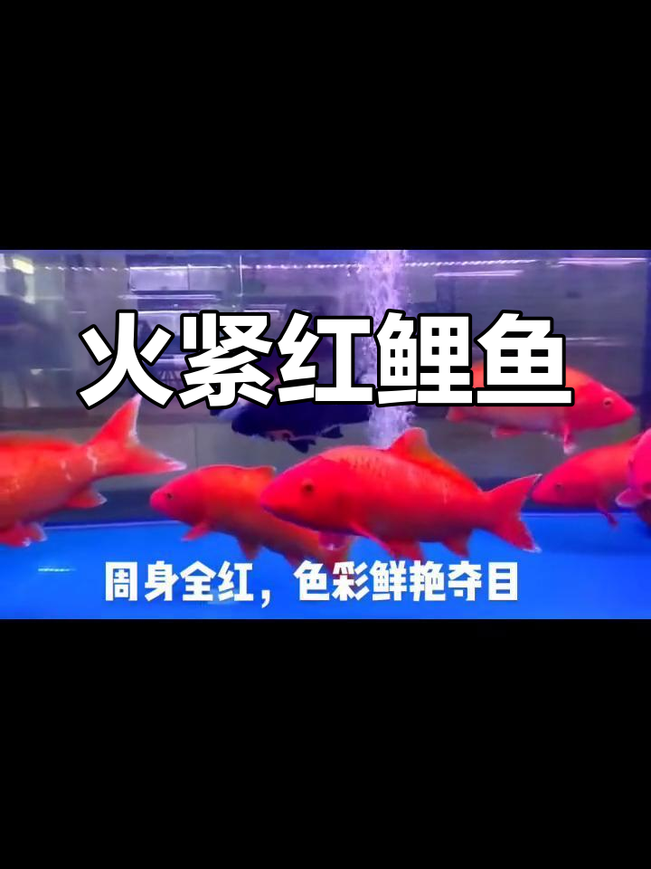 红鲤鱼象征财运与镇宅