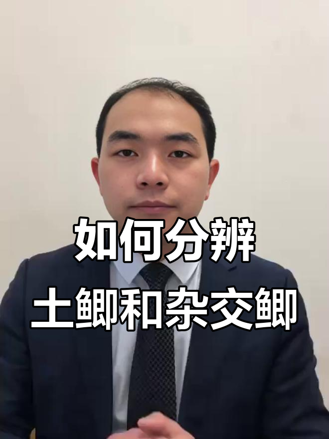 鲫鱼品种大揭秘:土鲫与杂交鲫的区别