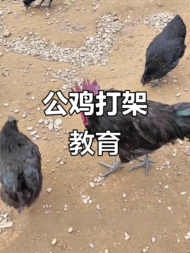 大公鸡挑战黑公鸡,竟然敢啄我外甥女!