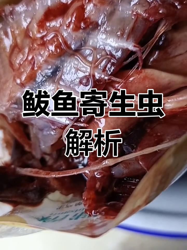 鲅鱼肚里的线状寄生虫,煮熟后无害