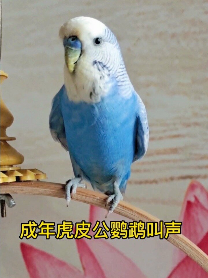 成年虎皮公鹦鹉叫声