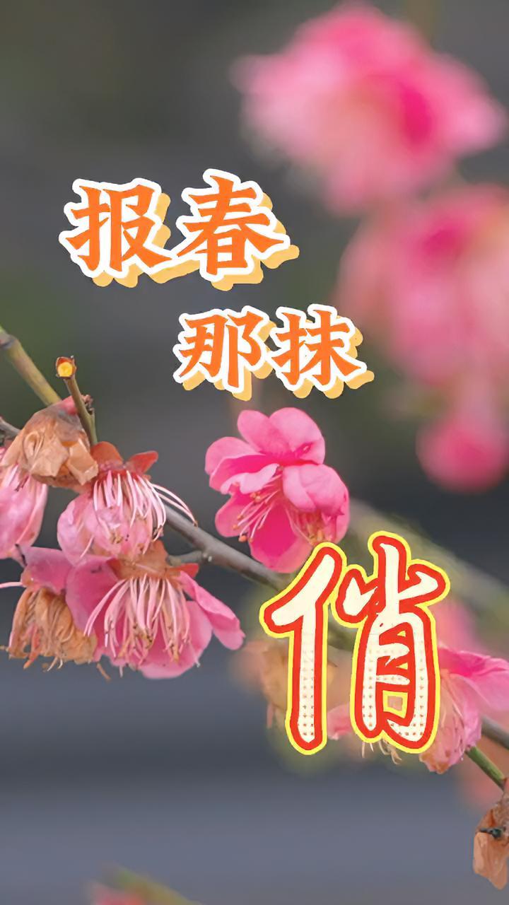 「报春那抹俏」有的绽放 有的含苞 枝头摇曳 林中窈窕 无锡梅园今年的梅花 还是那抹报春俏 