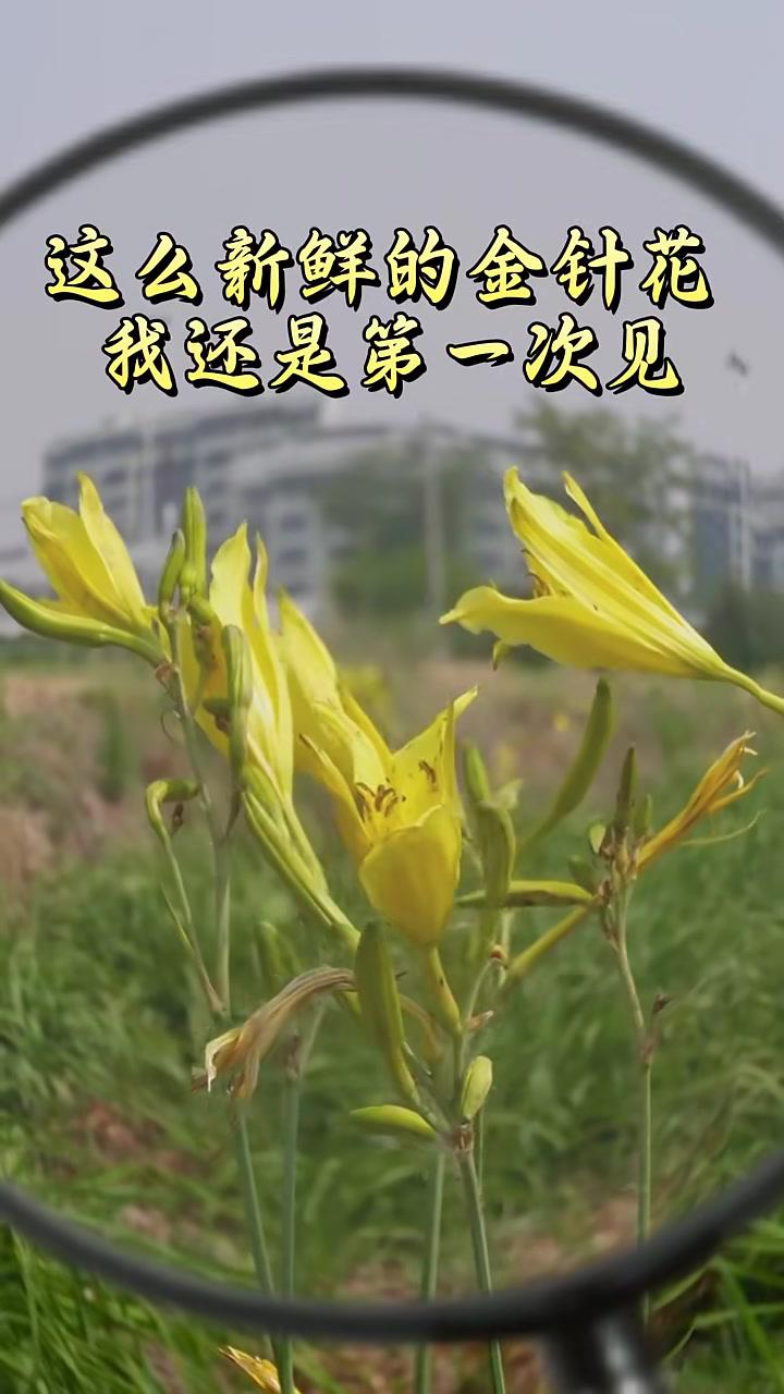 80元/斤！丁嘴金针菜身价倍增的秘诀是……