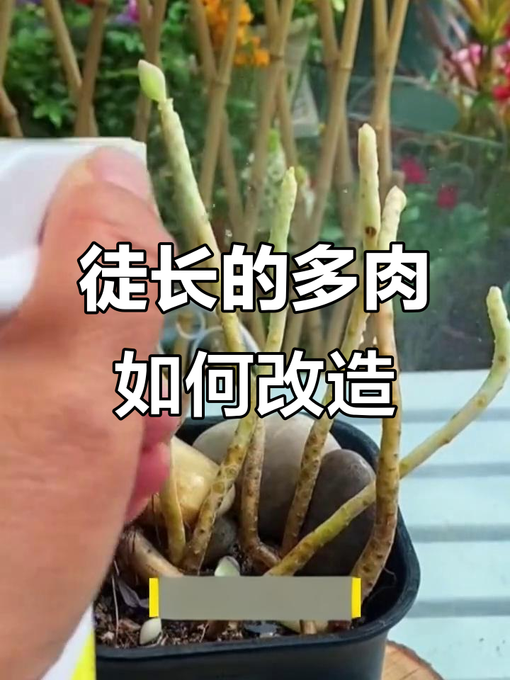 多肉徒长怎么办?教你轻松造型,打造多头小崽