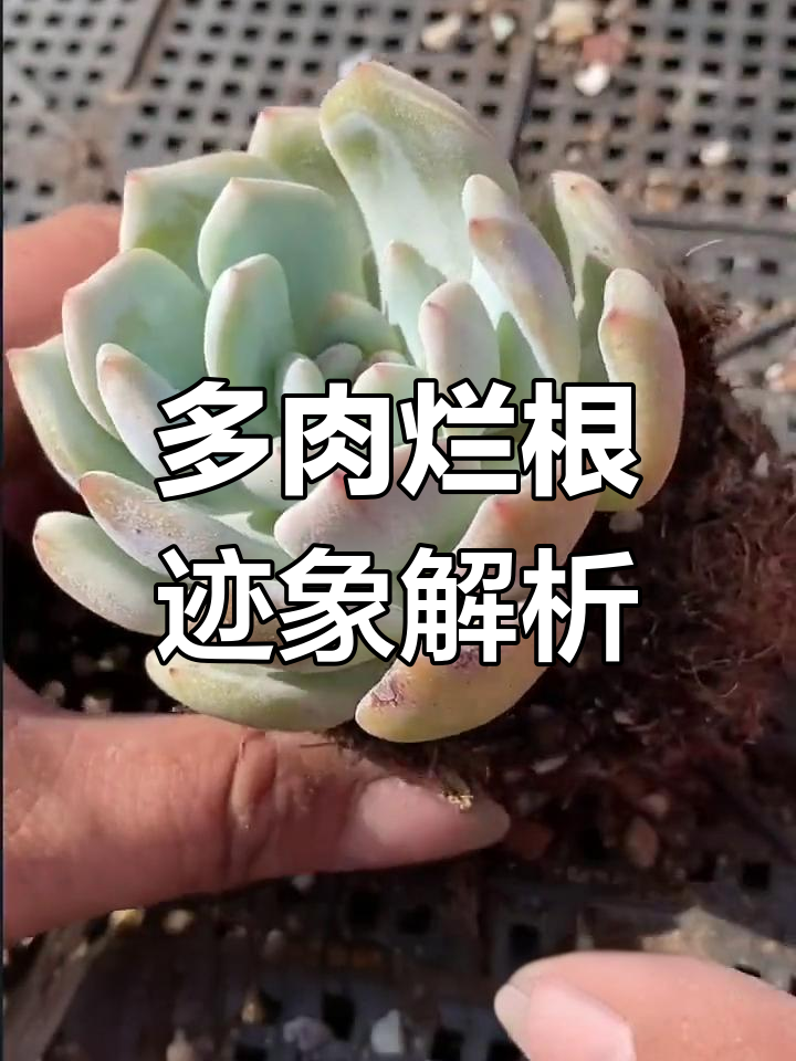 多肉植物根部腐烂,叶片看似正常却隐藏危机