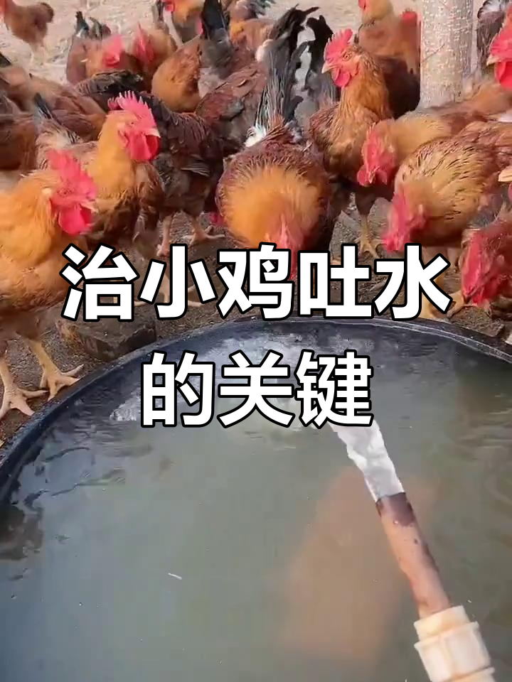小鸡吐水怎么办?素囊炎的真菌感染与治疗