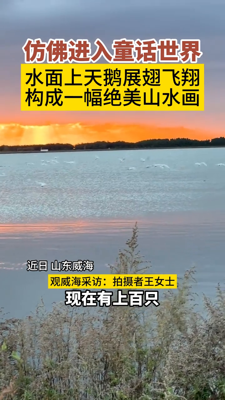 水面上天鹅展翅飞翔，仿佛进入童话世界