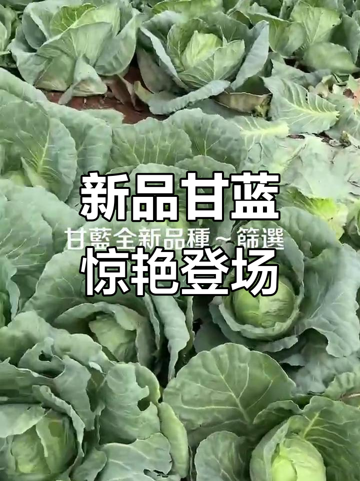 甘蓝新品种筛选:绿霸与D20的完美结合