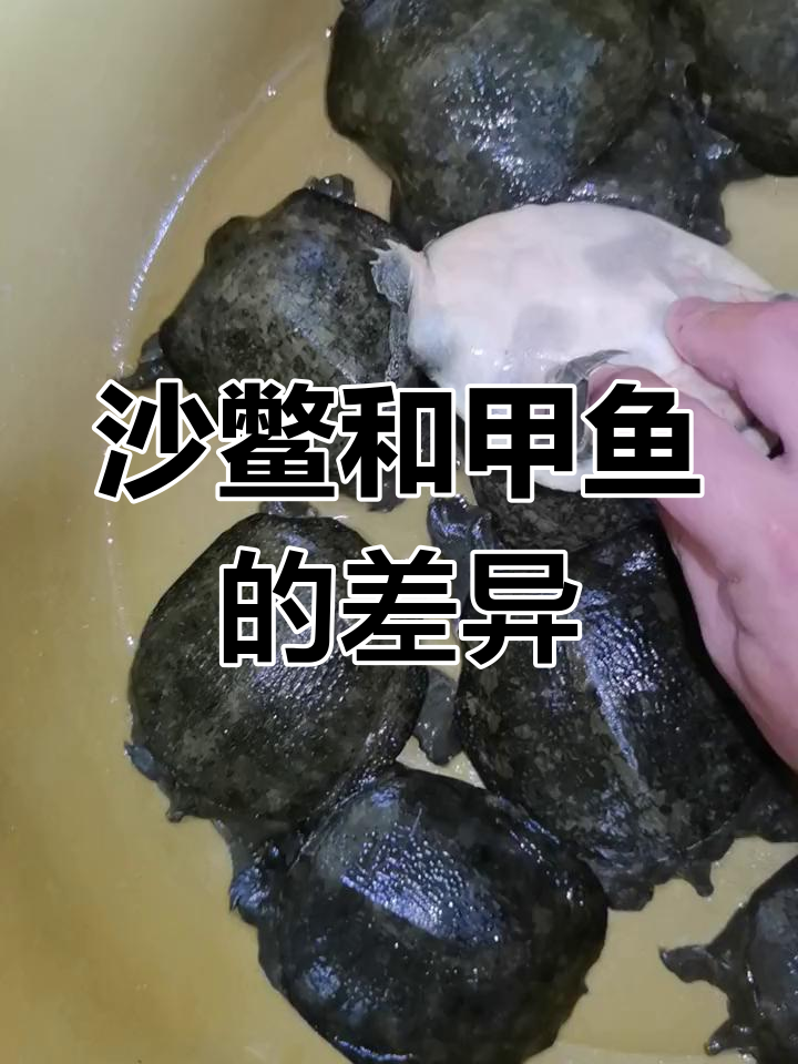 沙鳖与甲鱼的区别解析