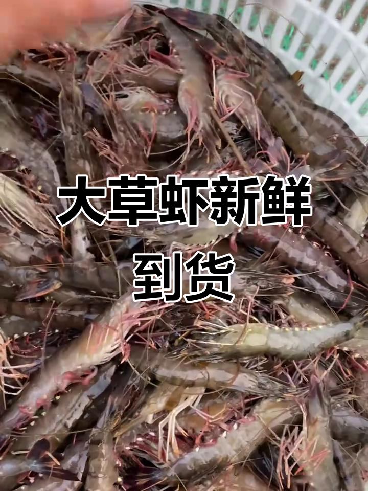 七月二十日大草虾来袭,黑虎虾超大超鲜活!