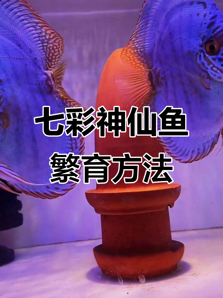 七彩神仙鱼繁殖技巧:如何判断公母配对成功