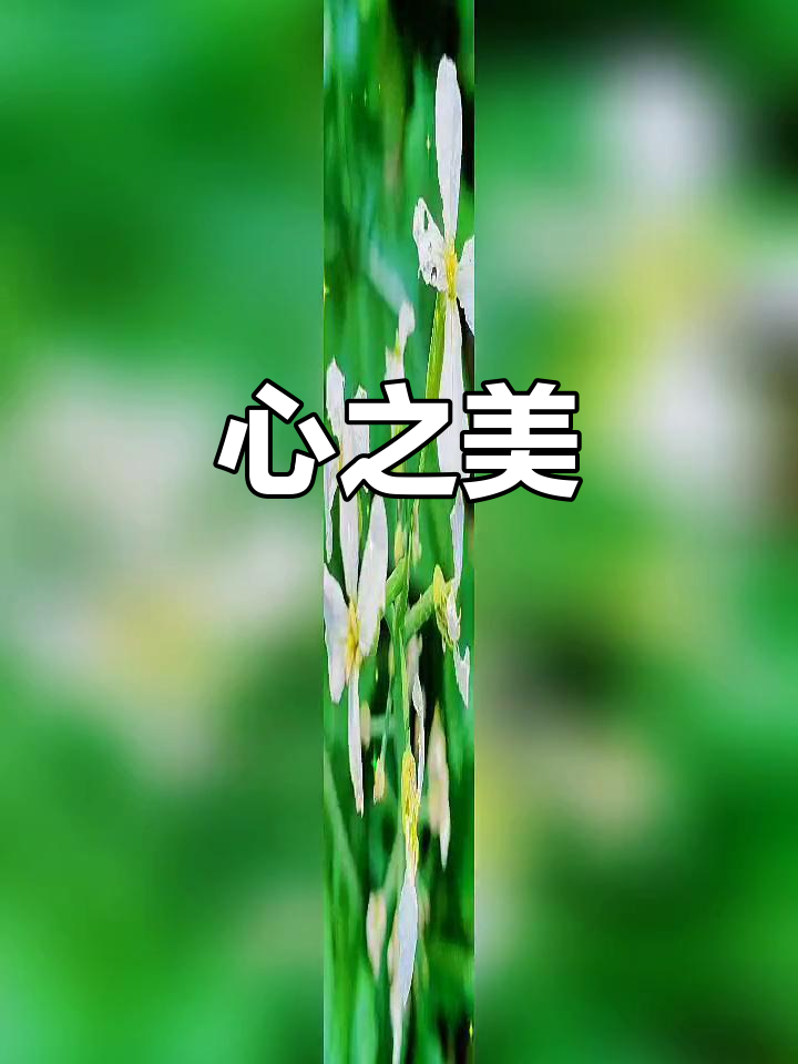 心里美萝卜,红肉白花绿叶相映,清新脱俗