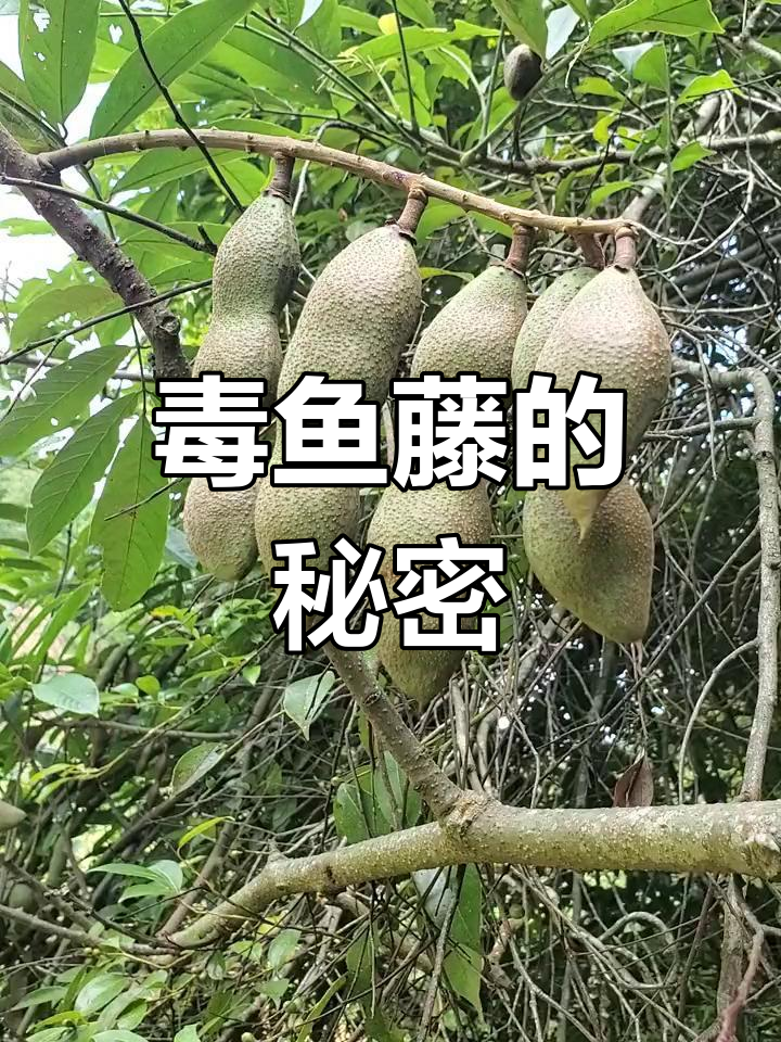 毒鱼藤果实曾用来捉鱼,根能令鱼儿晕眩