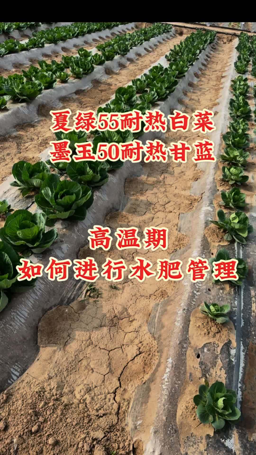 耐热白菜 甘蓝,夏季种植温度高,如何进行水肥管理?三农 耐热白菜 农业种植