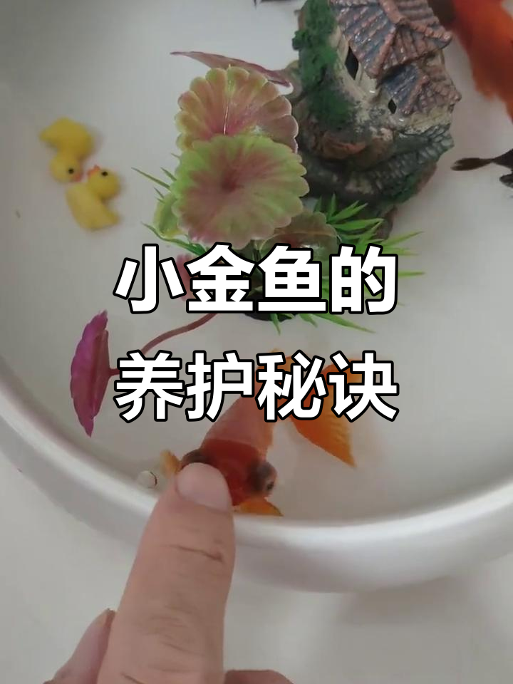 如何让小金鱼健康长寿?三招教你养好它们