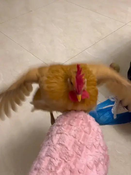 小飞鸡来啦！