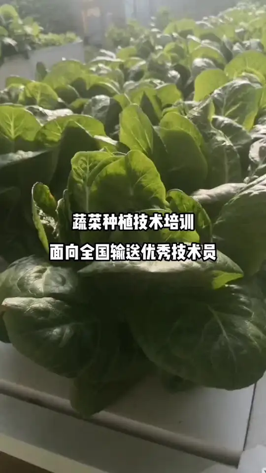 山东寿光三元朱——冬暖式大棚发祥地邀您参观！