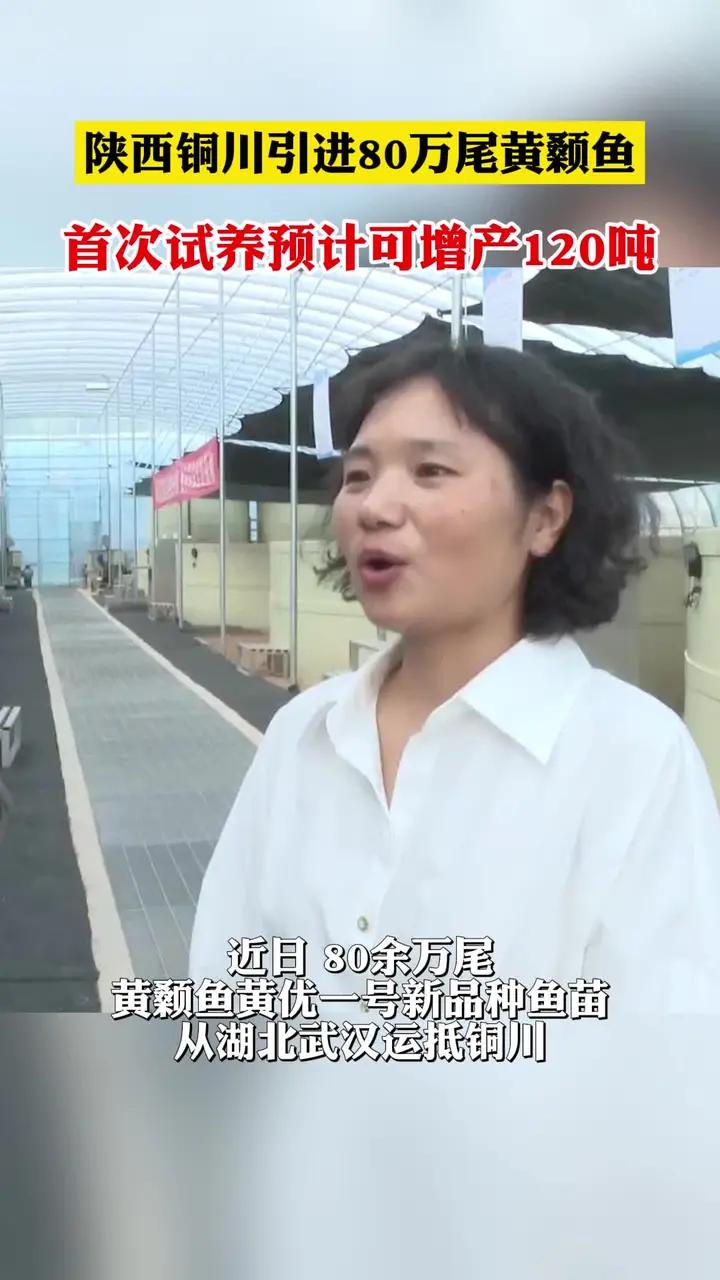 陕西铜川引进80万尾黄颡鱼 首次试养预计可增产120吨