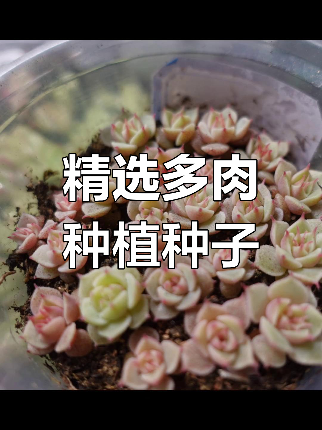 多肉播种种子推荐与选购指南