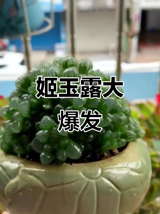 姬玉露爆盆，多肉植物新高度！