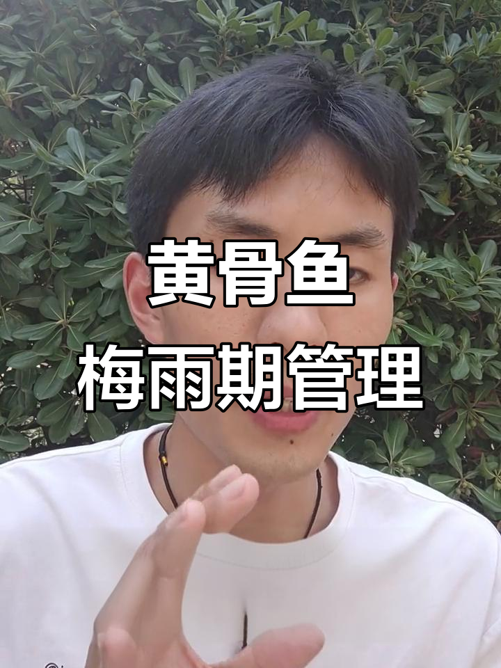 7月梅雨季节黄骨鱼养殖要点，水质调控技巧
