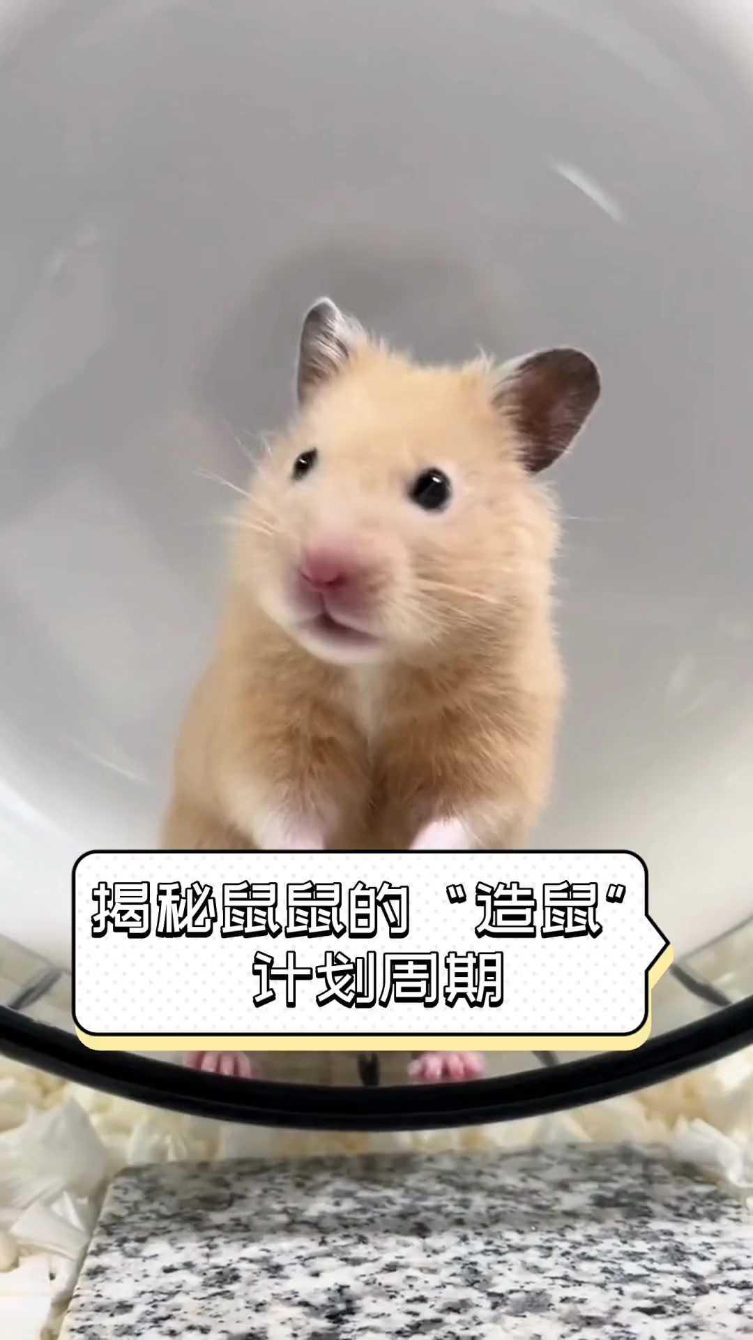 揭秘鼠鼠的“造鼠”计划周期