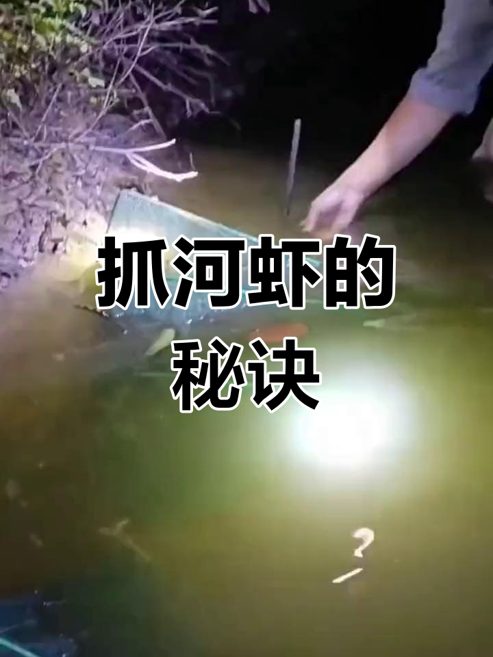 羊油饵料诱捕河虾,轻松捕捉满满一笼