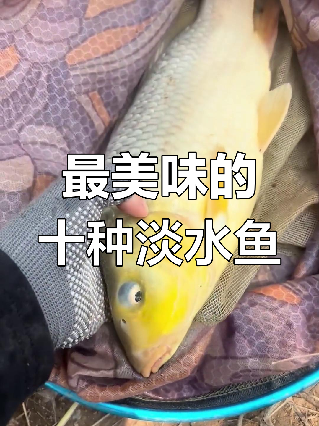 十大最美味的淡水鱼,你尝过吗?