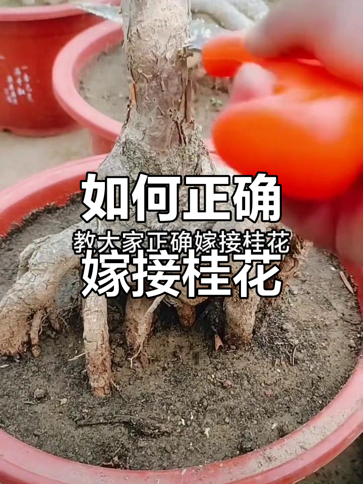 桂花嫁接技巧，掌握这些步骤成活率大幅提升