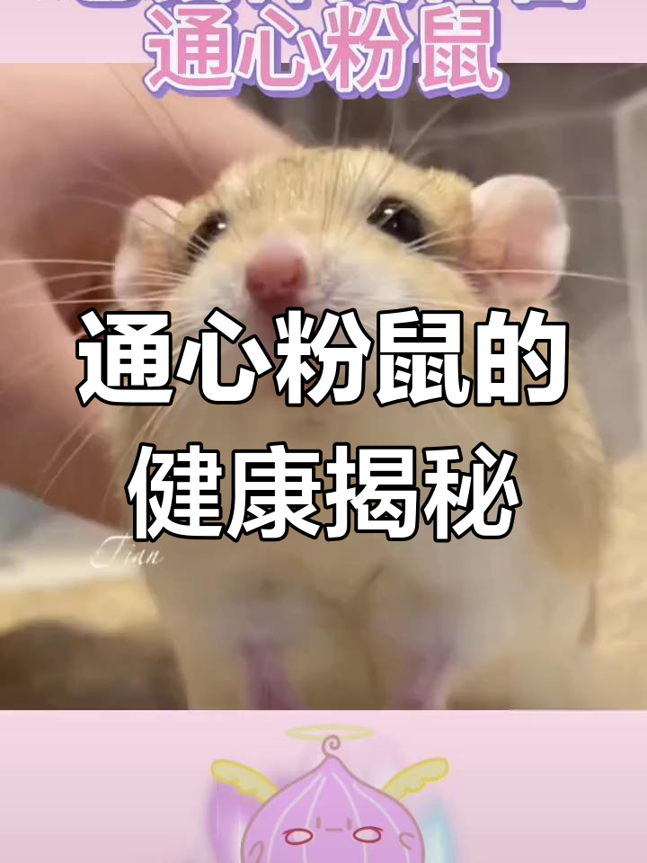 通心粉鼠的可爱日常,了解它们的独特尾巴与健康特征
