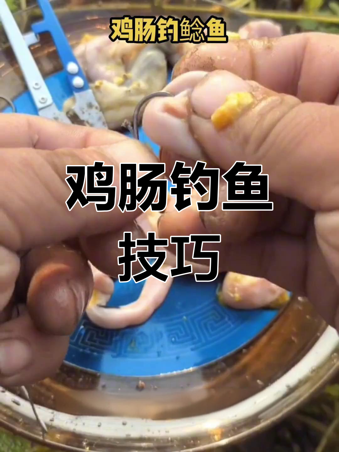 新鲜鸡肠钓大鱼,效果显著