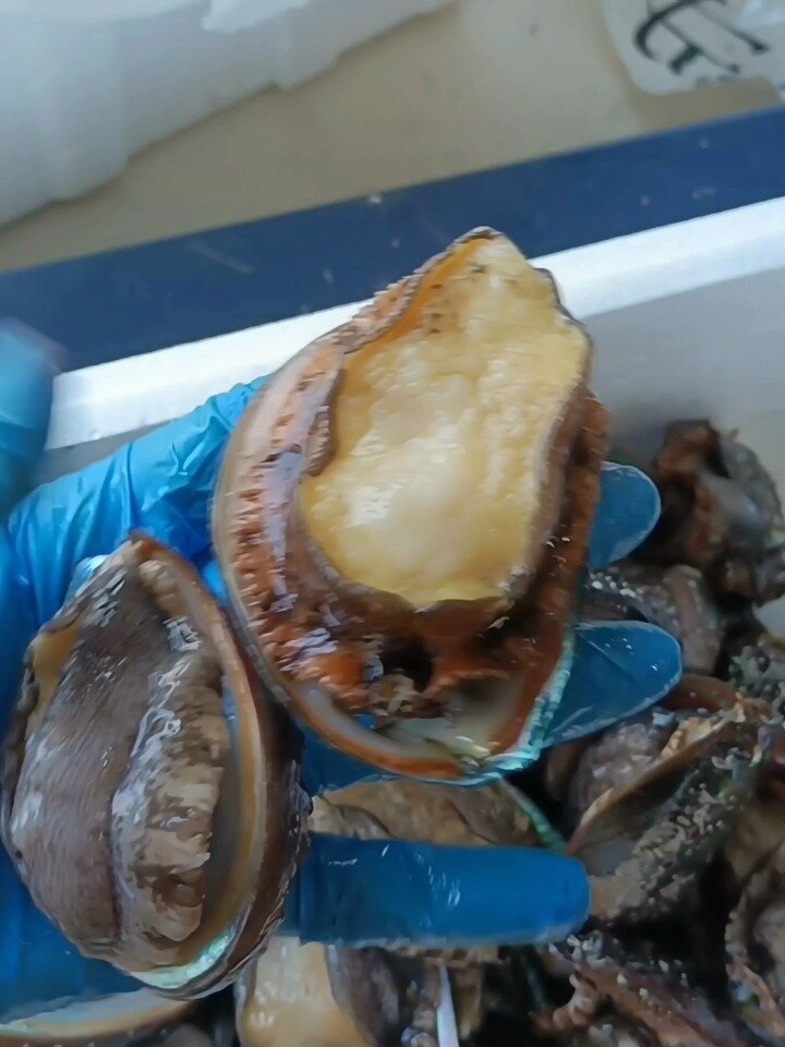 一斤六个头鲍鱼跟八个头鲍鱼大小对比