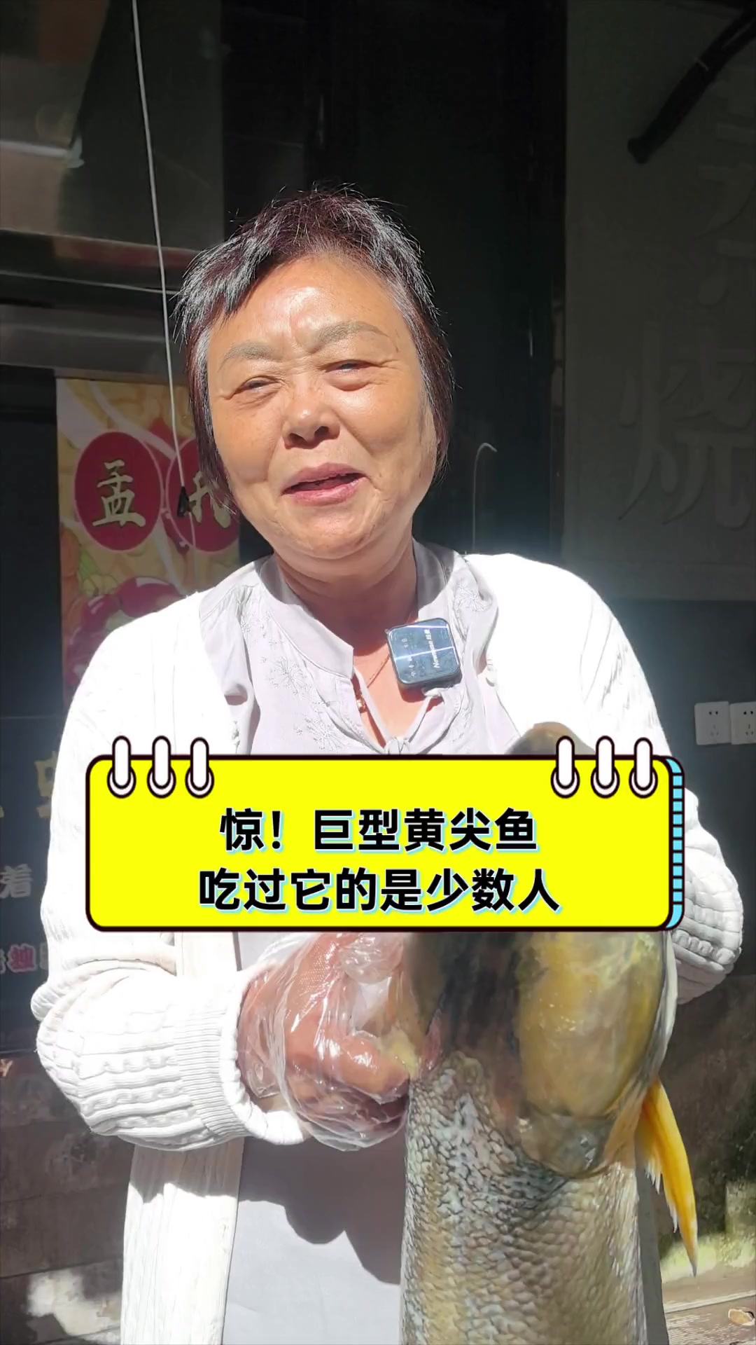 惊!巨型黄尖鱼,吃过它的是少数人