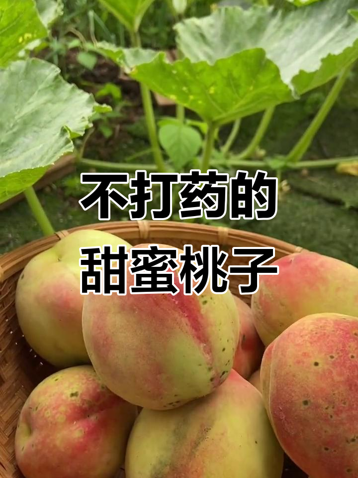 蜜甜白凤桃,不打药也能长得这么好!