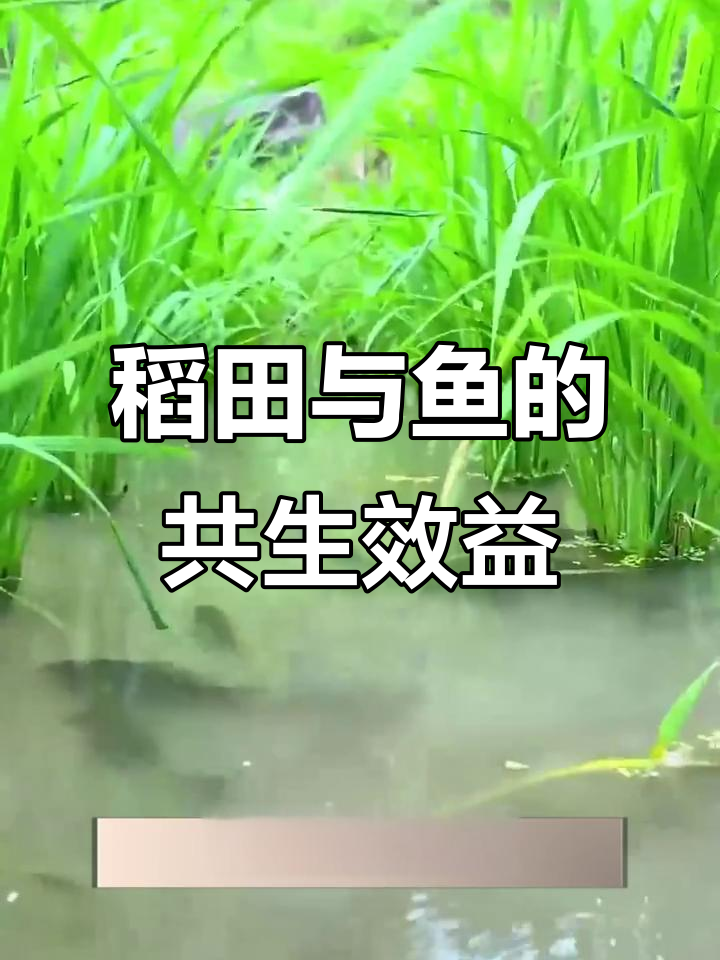 稻田养鱼,一地双收:生态农业新模式