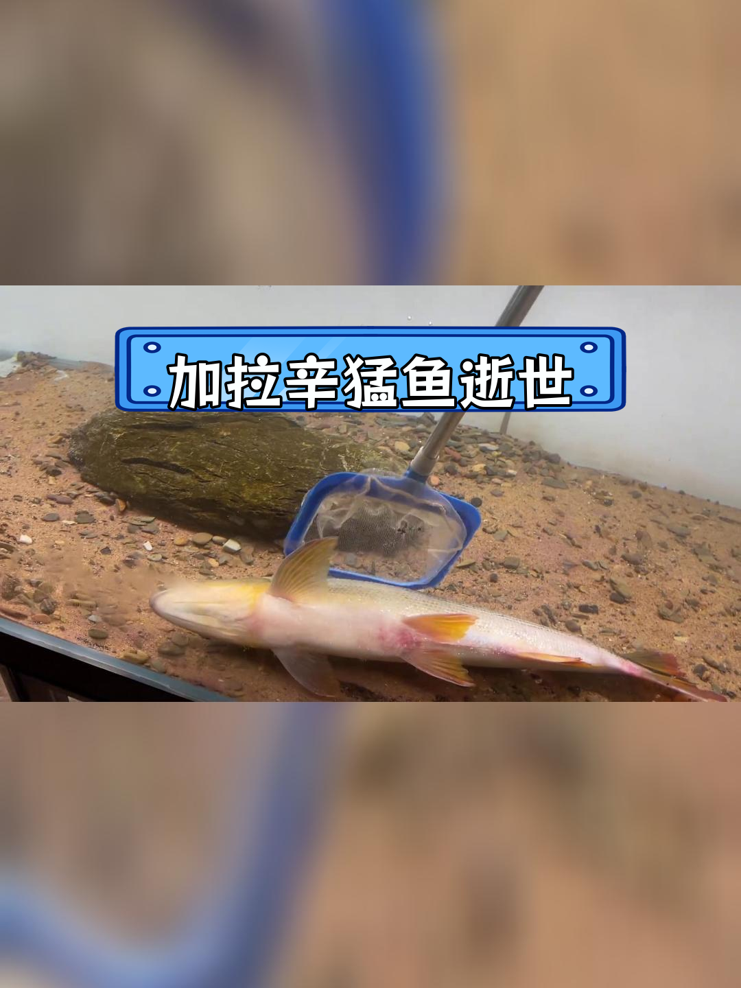 黄金河虎鱼离世,享年50公分