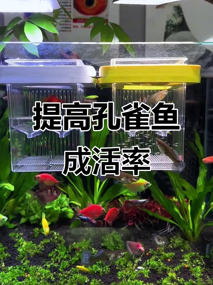 孔雀鱼生娃全攻略,提高存活率90%
