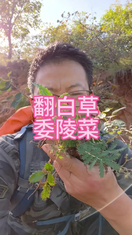嵩山翻白草和委陵菜有哪些区别?植物科普来了!
