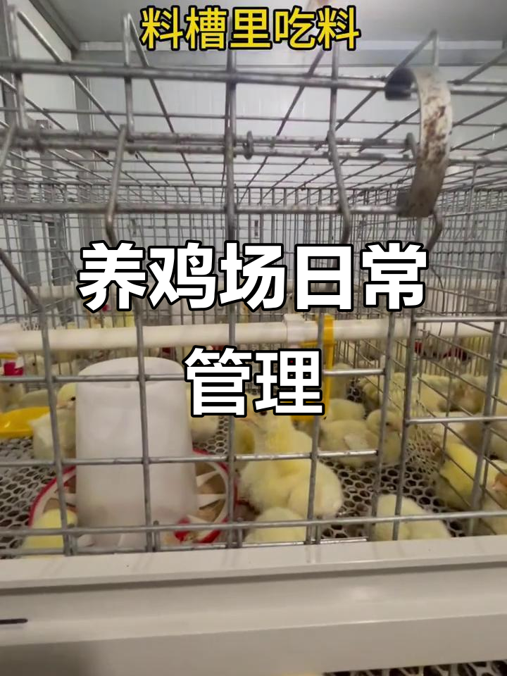 817肉杂鸡养殖管理:从第五天开始逐渐撤料,光照调节助力成长