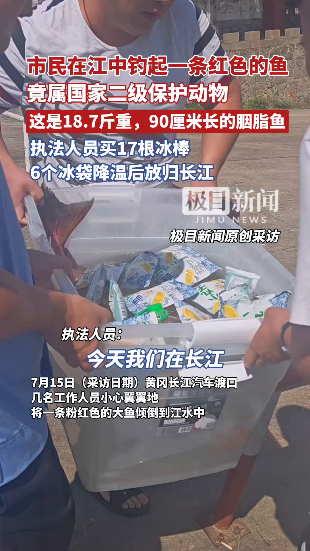 「视频」市民在江中钓起了一条红色的鱼，竟属国家二级保护动物！（原创采访）