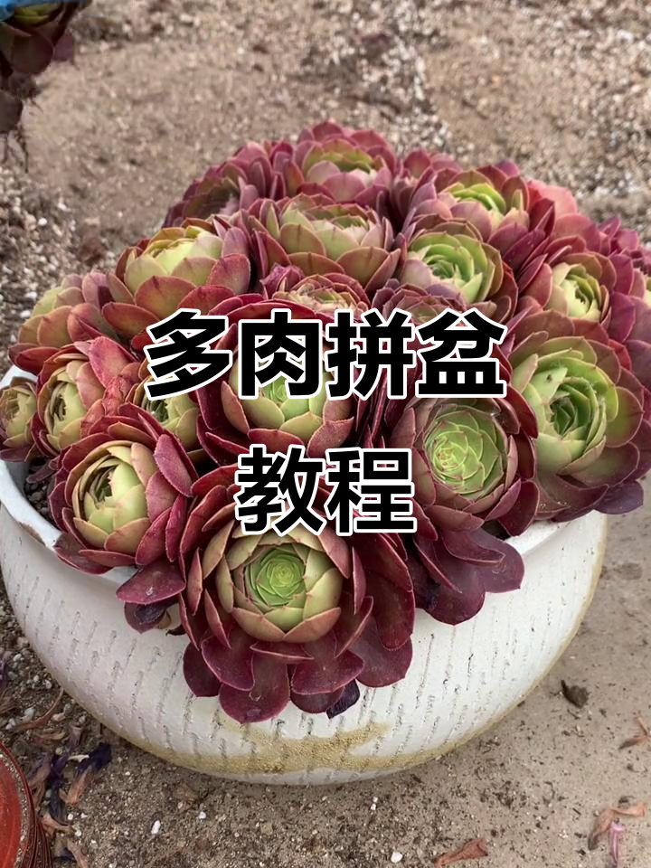 拼盆技巧大揭秘，多肉植物如何搭配才最美？