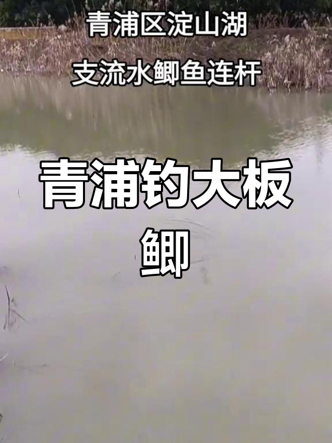 青浦淀山湖支流河鲫鱼连杆,钓鱼人速来!