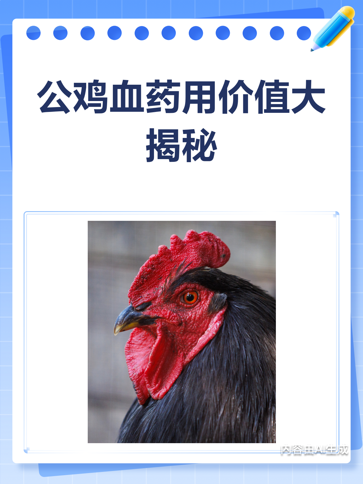 公鸡血的传统药用价值,你知道吗?