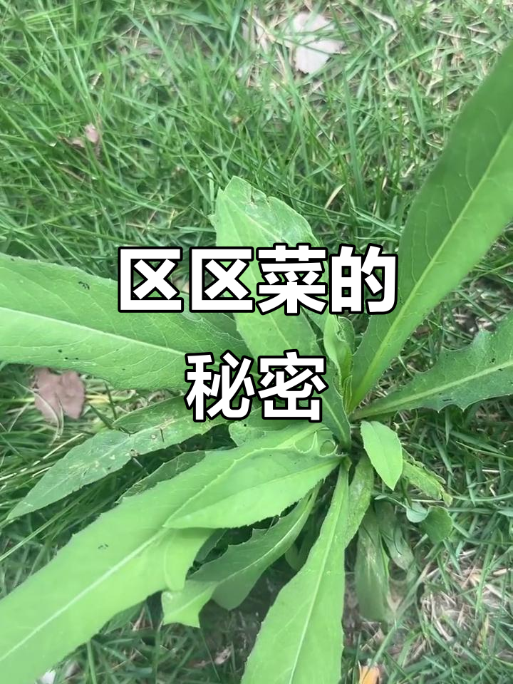 曲曲菜:看似杂草,竟是美味野菜!